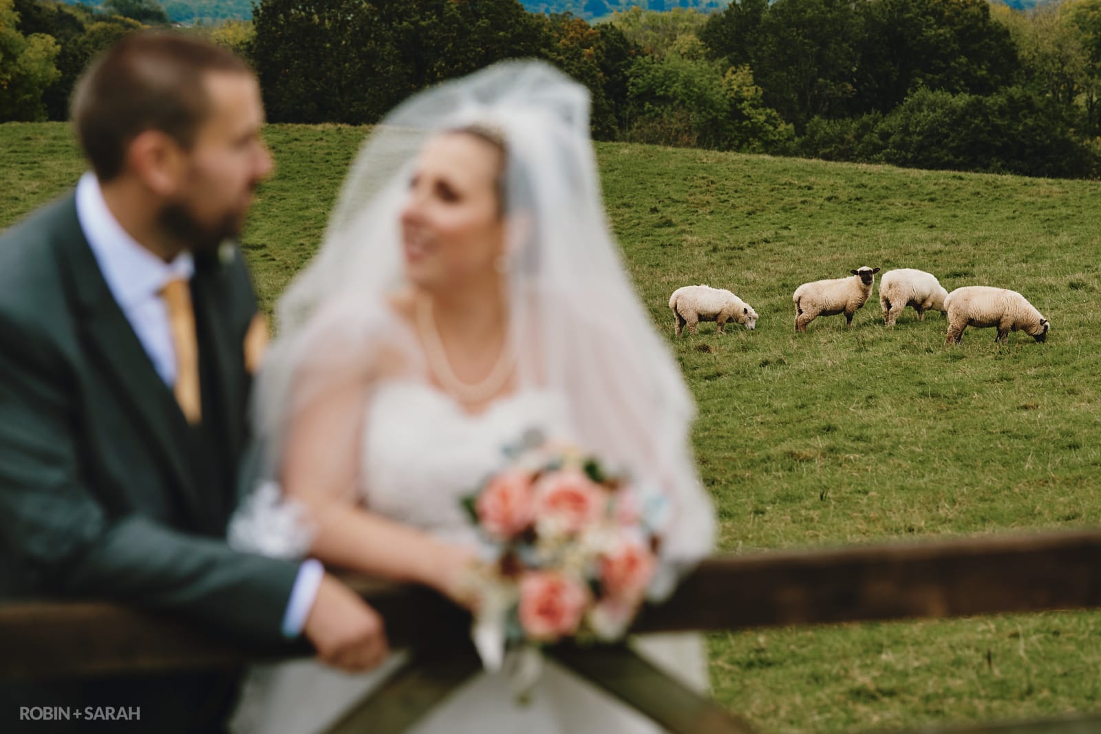 Sheep in a field watch bride and groom