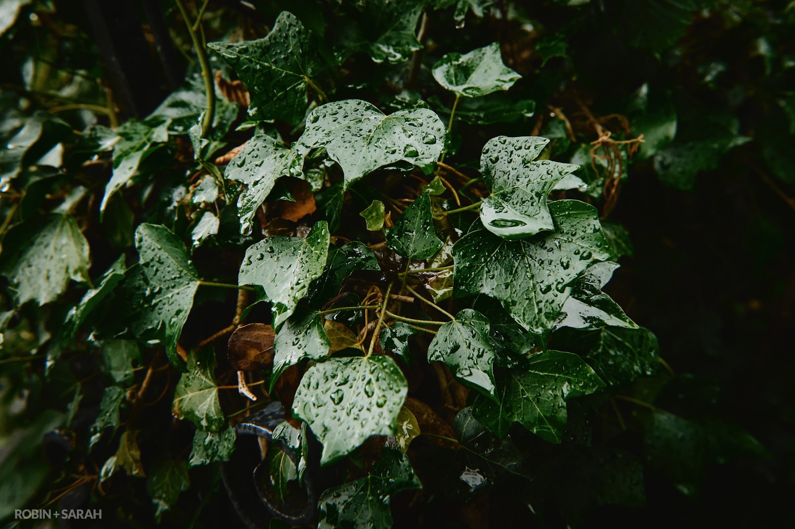 Rainwater in ivy leaves in churchyard