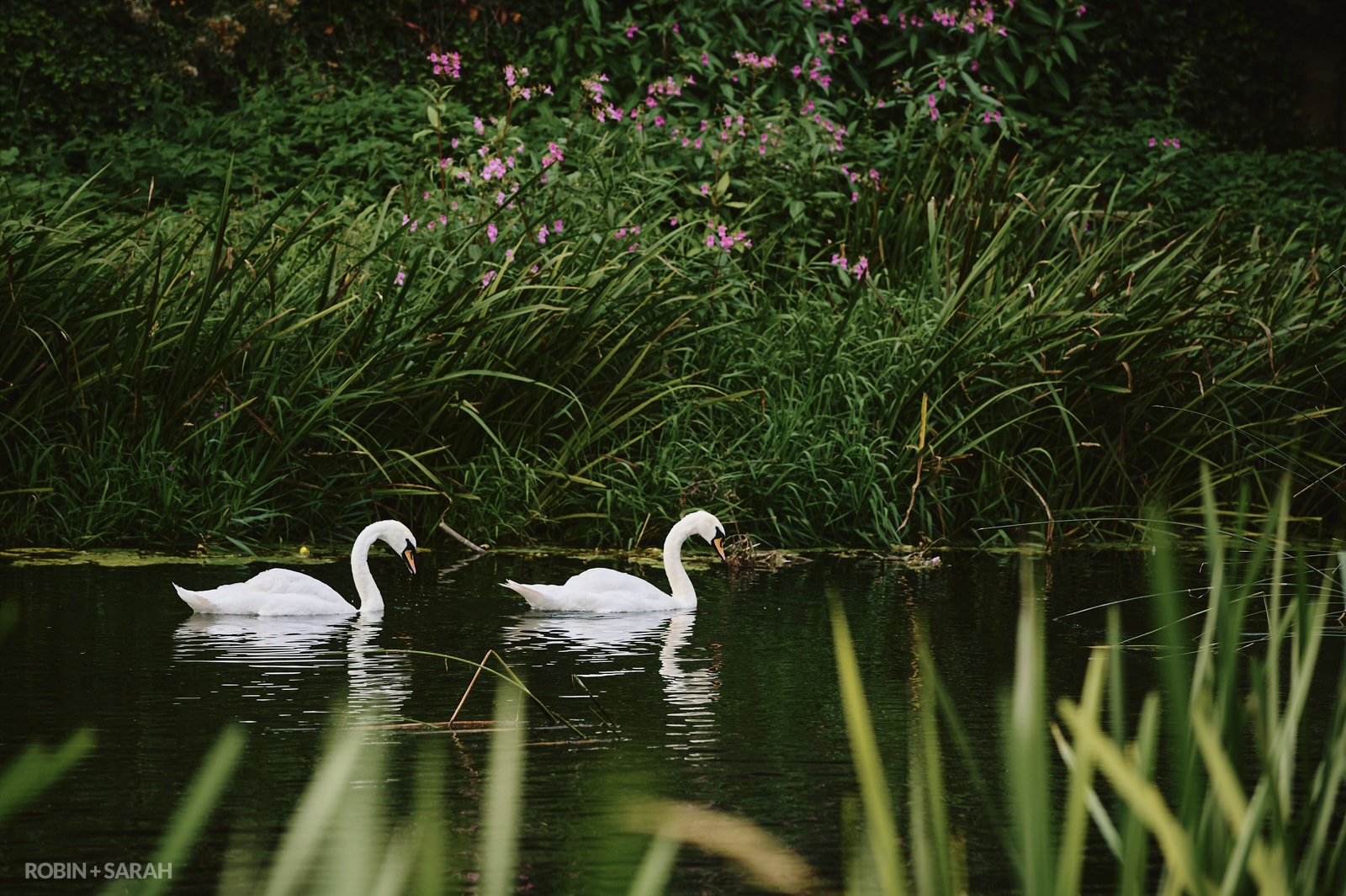 Two swans swim on river