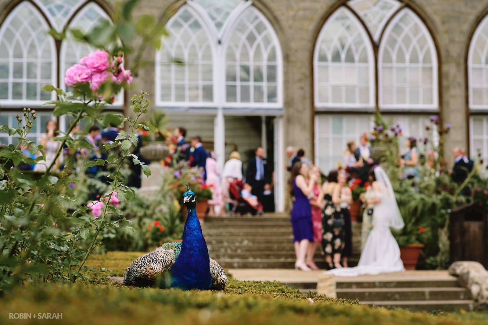 Peacock sits on hedge as wedding party takes place