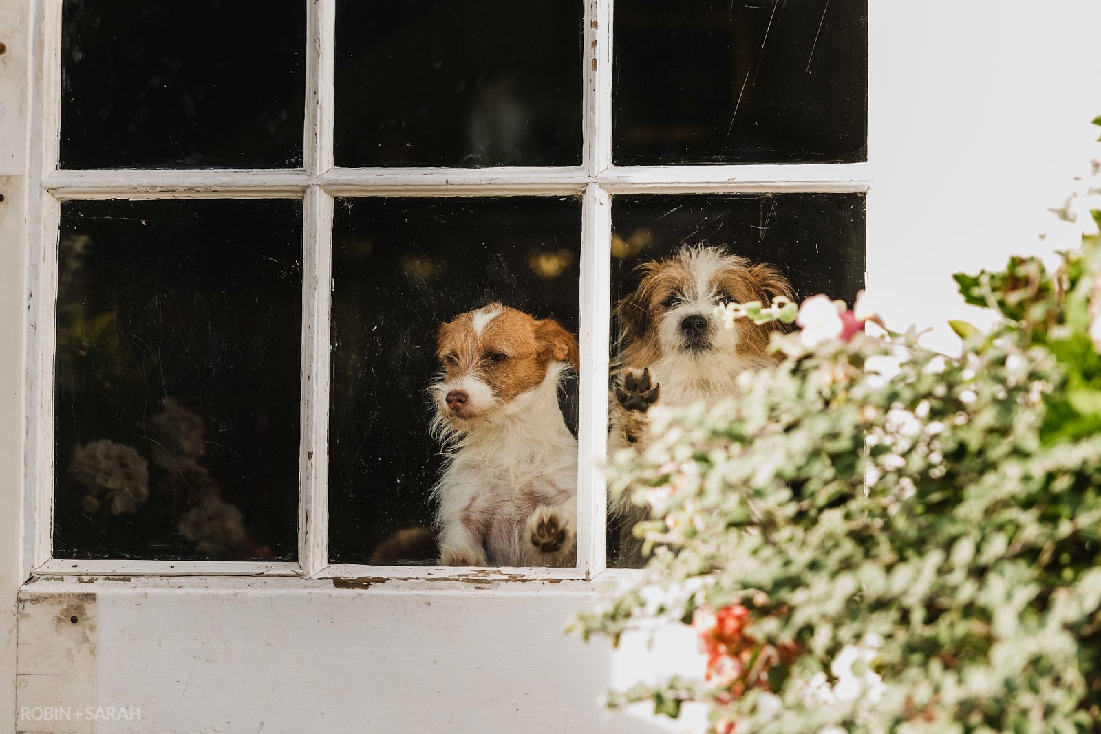 Two small dogs look through door window