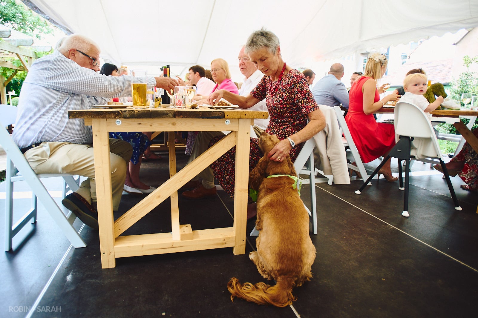 Wedding guests feeds dog