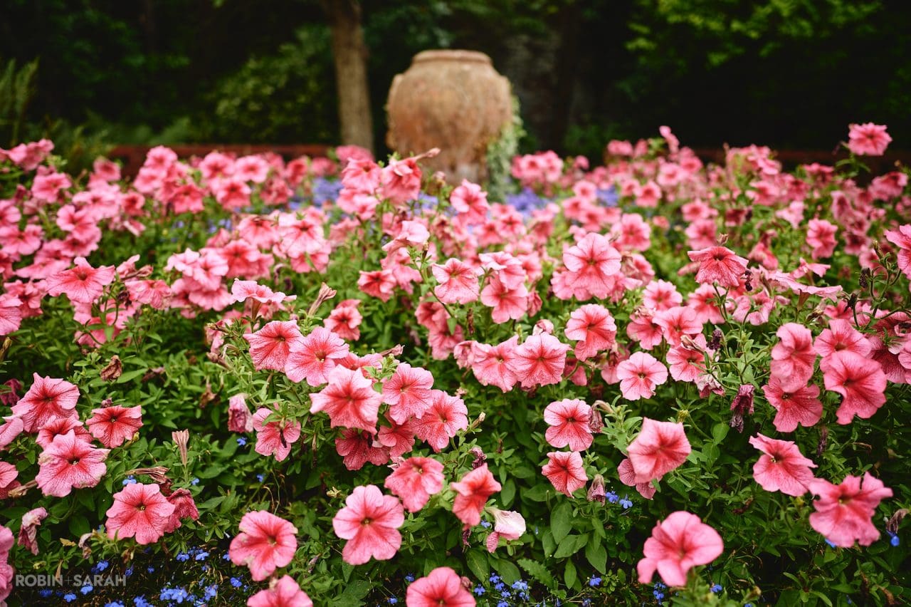 Detail of pink flowers in garden